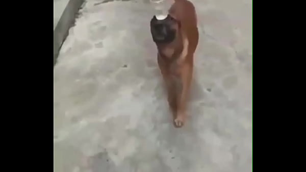 Chịu thua con nhỏ này XD